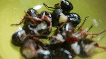 十二个时辰，三十九道工序，西安这家的秘制吮指虾好吃到没朋友