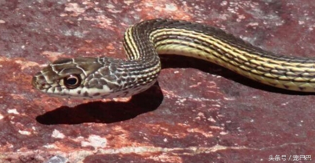 狗狗突然拽着主人往回跑,宠物狗扑倒小孩吓哭