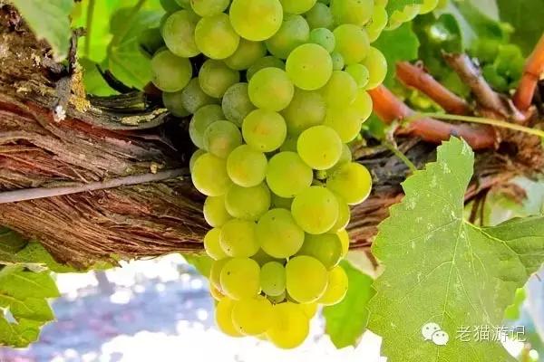 雷司令是葡萄品种还是酒品种,雷司令是红葡萄吗