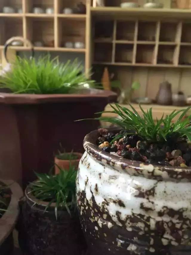 他身为美发师，却潜心钻研一株小草，短短2年竟成业界达人！