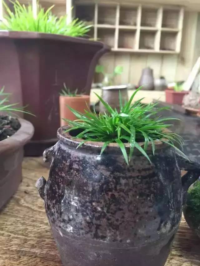 他身为美发师，却潜心钻研一株小草，短短2年竟成业界达人！