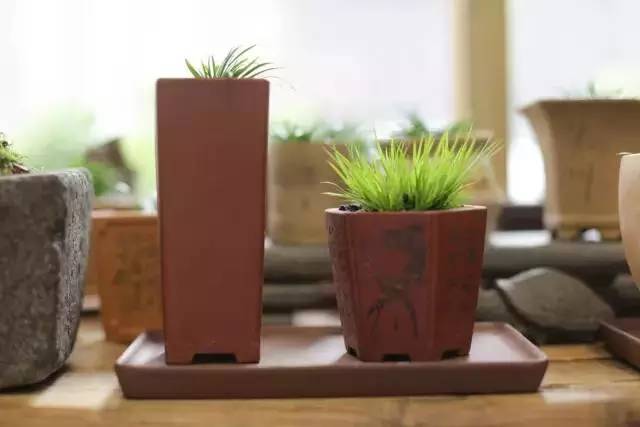 他身为美发师，却潜心钻研一株小草，短短2年竟成业界达人！