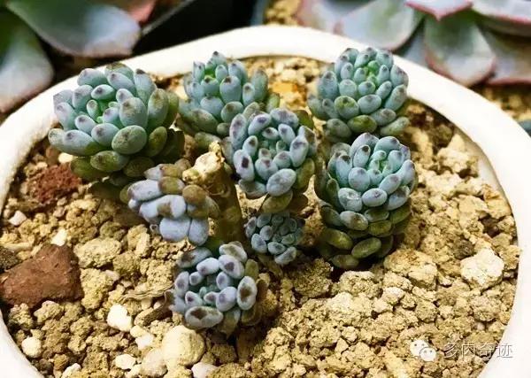 多肉咱们支持国货