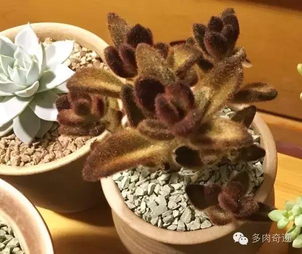 多肉咱们支持国货