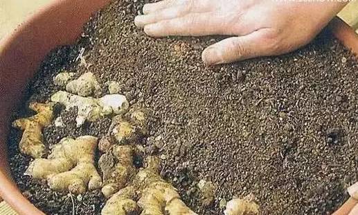 沙土花盆种姜的全部过程,花盆种植姜的方法和技巧