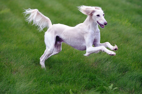 狗狗有泪痕还臭,狗狗有臭味是不是有病