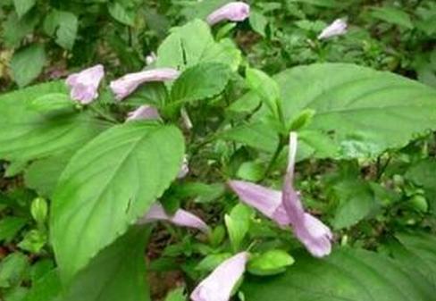 板蓝根的神奇,板蓝根真治感冒吗