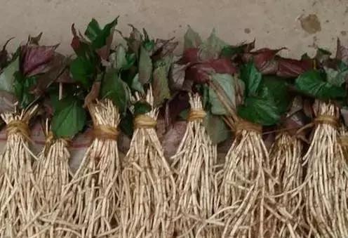 抗辐射的茶有哪些,抗辐射的能吃植物有哪些