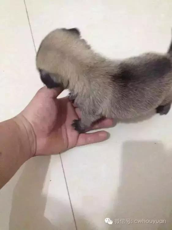 不为人知的狗狗冷知识,不为人知的秘密上一句