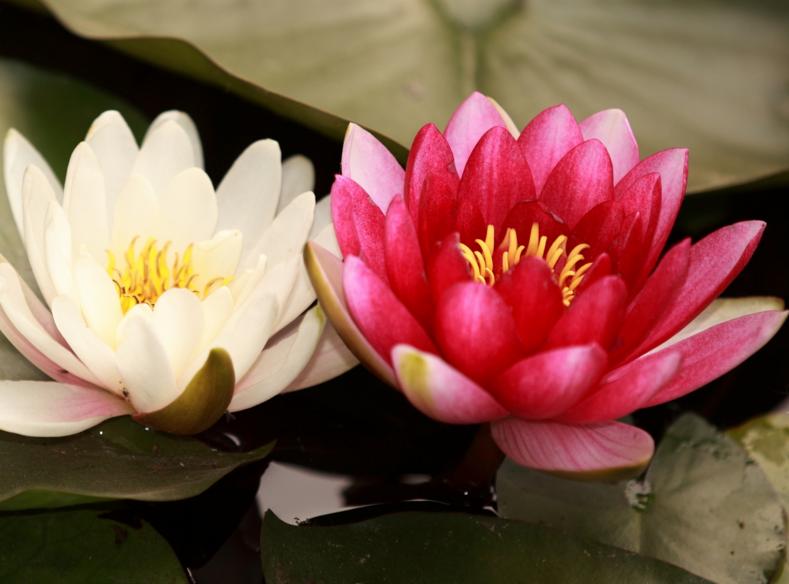 哪些生肖配对能共同进步运势变好,十二生肖中最佳六大生肖婚姻配对