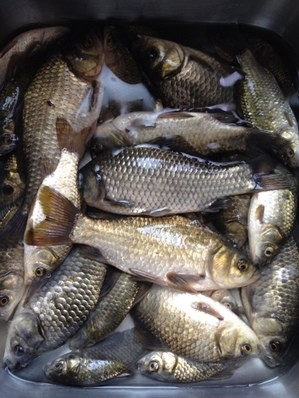 钓鱼小药鲤鱼王,钓鱼王小药饵料