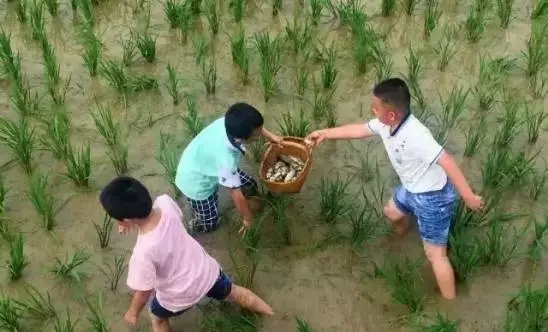 婺源市亲子游,江西婺源暑期亲子游