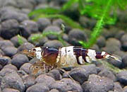 观赏虾十大入门级,观赏虾最漂亮的一种