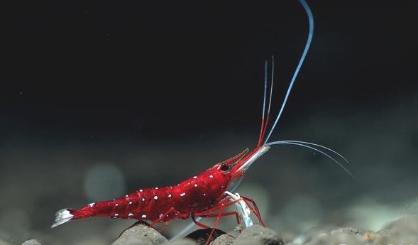 观赏虾十大入门级,观赏虾最漂亮的一种