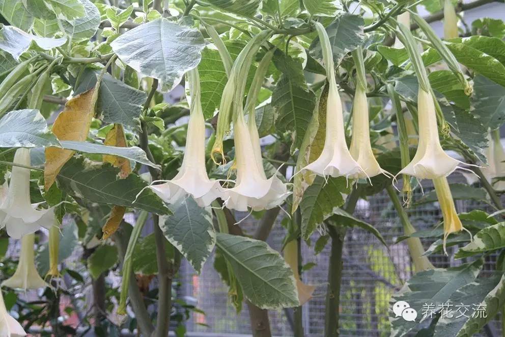 20种常见植物,常见的热带植物盆栽