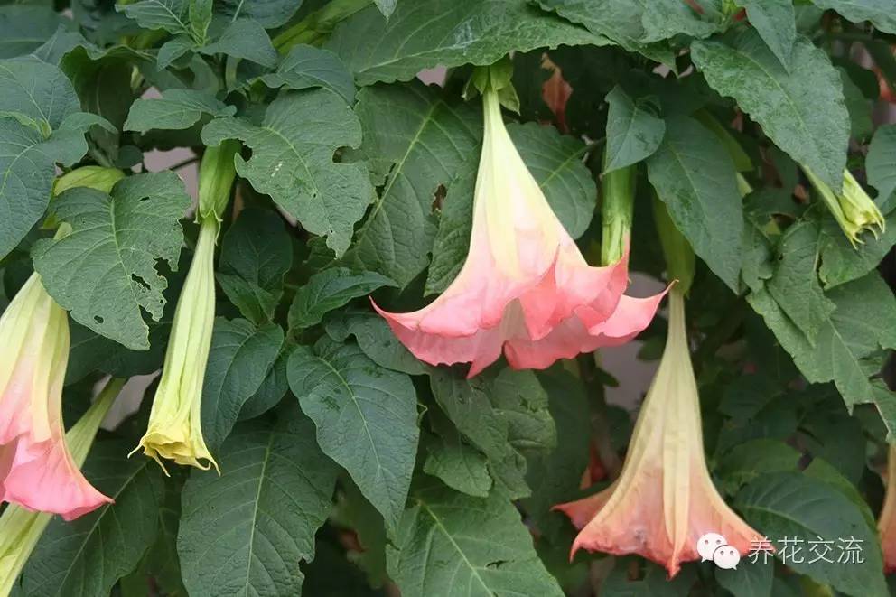 20种常见植物,常见的热带植物盆栽