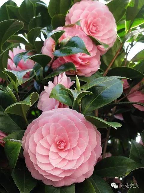 20种常见植物,常见的热带植物盆栽