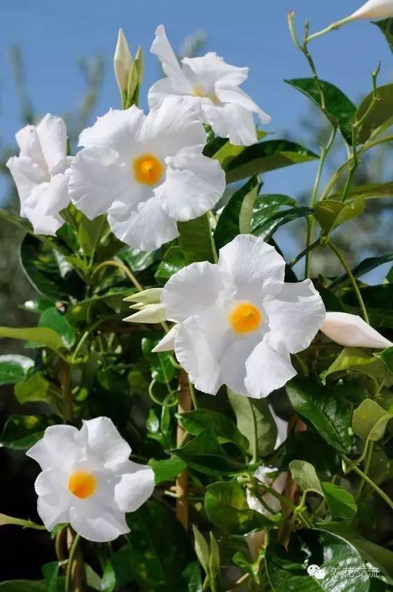 20种常见植物,常见的热带植物盆栽