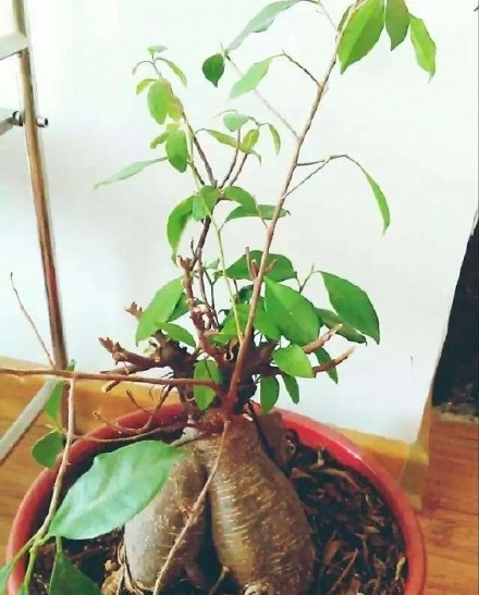 洗米的水真的美白吗,洗米水的作用