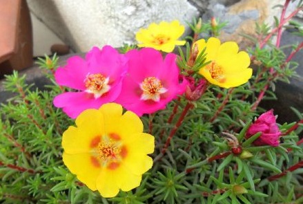 洗米的水真的美白吗,洗米水的作用