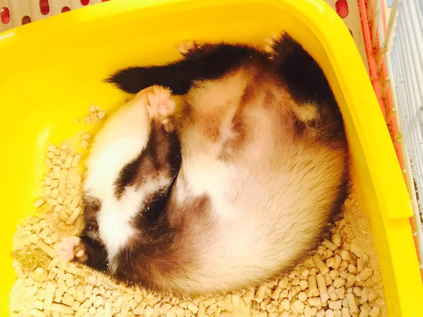 萌萌的安格鲁貂，连小哈士奇都这么喜欢它