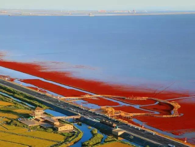 盘锦的夏天，应该是这些颜色的！