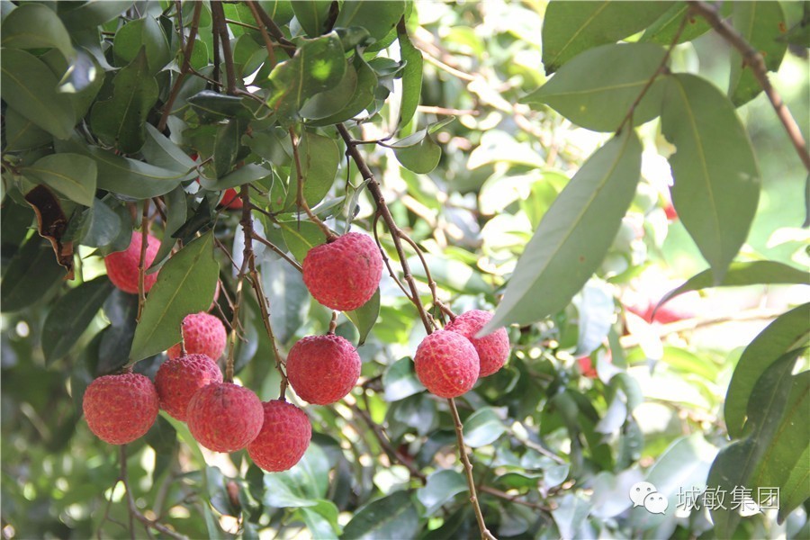 广东短途自驾一日游从化,4-5月份最佳自驾一日游