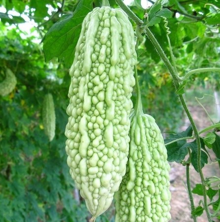 新生儿出痱子怎样能快速治好 (如何快速治好宝宝头上的痱子)