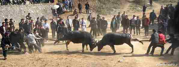 胜过世界杯开局的东方式斗牛，部族交流应撇开“赌注”低俗背景