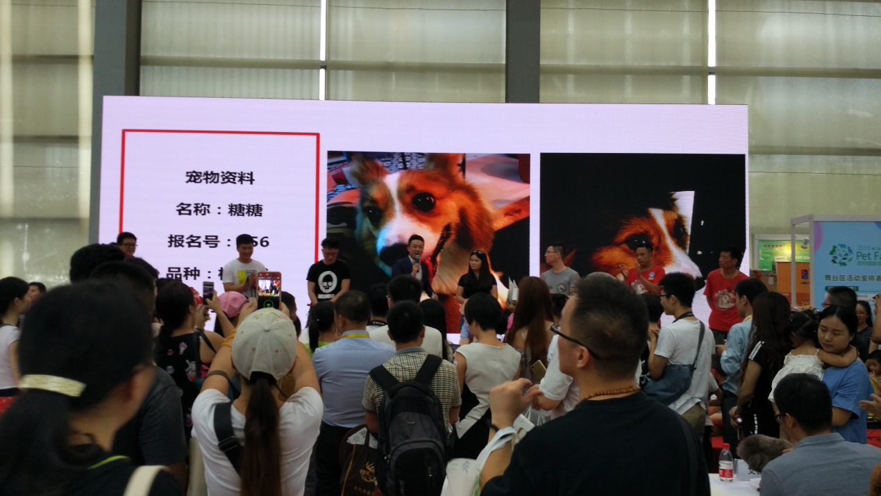 宠物婚礼,宠物婚礼祝贺视频