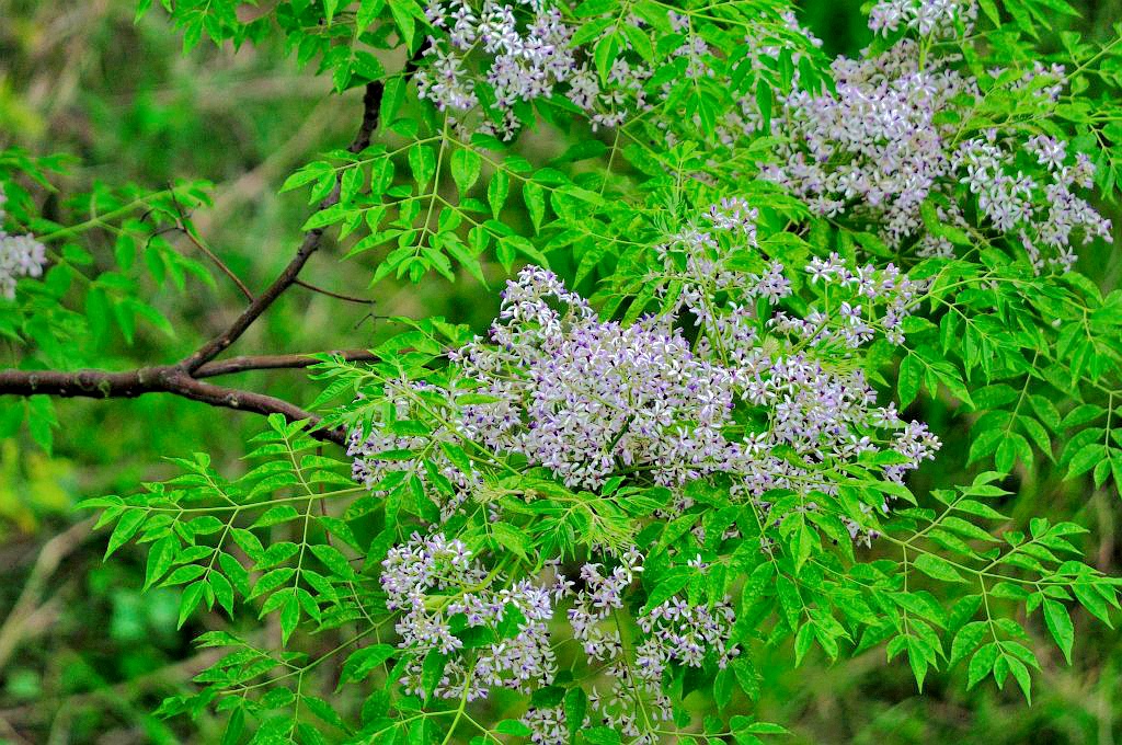 五种树皮治皮肤病,七种树枝熬水治皮肤病是真的吗