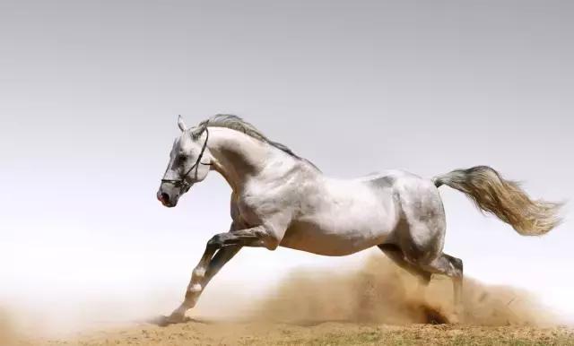 中国历史上的铁木真 (铁木真历史记)