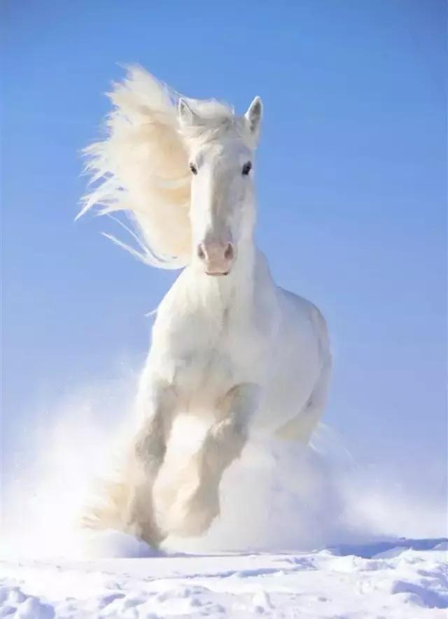 中国历史上的铁木真 (铁木真历史记)