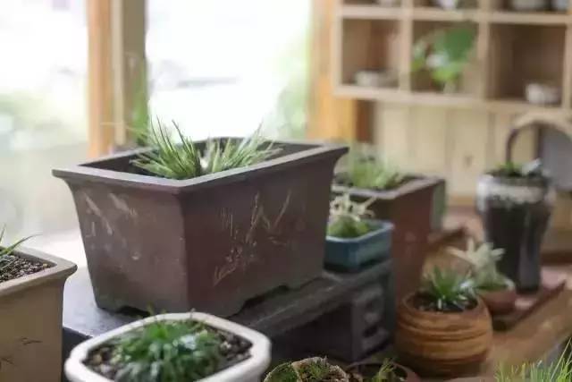 他身为美发师，却潜心钻研一株小草，短短2年竟成业界达人！