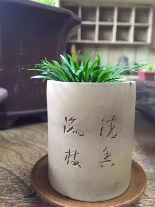 他身为美发师，却潜心钻研一株小草，短短2年竟成业界达人！