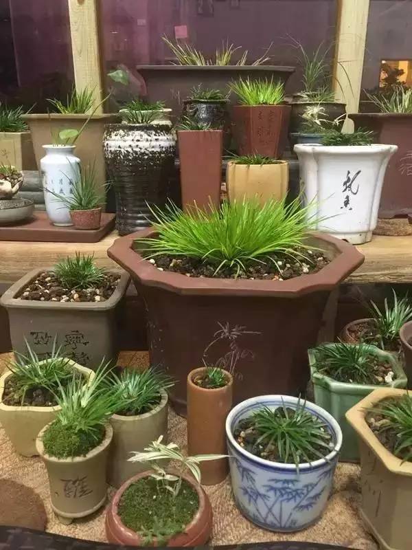 他身为美发师，却潜心钻研一株小草，短短2年竟成业界达人！