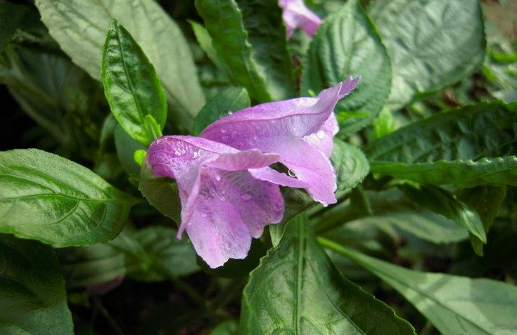 板蓝根的神奇,板蓝根真治感冒吗