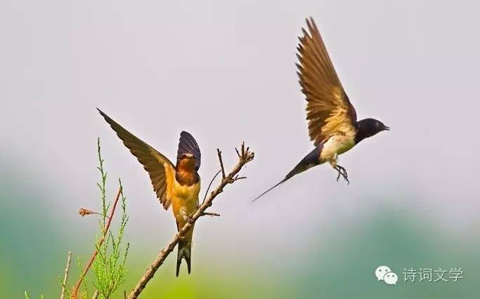 褰掓潵寰佹枃,褰掓潵涓婚寰佹枃