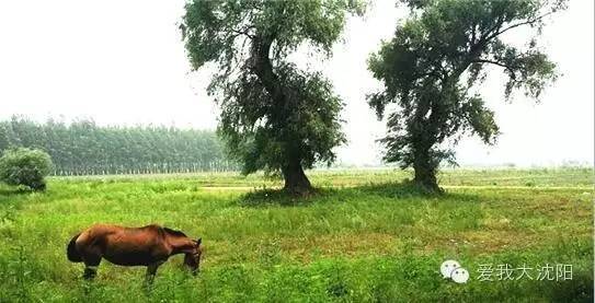 隐藏在辽宁沈阳的避暑胜地,这个夏天沈阳避暑的绝佳去处