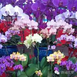 褰掓潵寰佹枃,褰掓潵涓婚寰佹枃