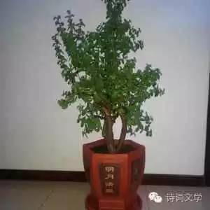 褰掓潵寰佹枃,褰掓潵涓婚寰佹枃