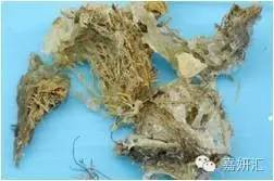 怎么辨别燕窝是真是假,孕妇食用即食燕窝知识