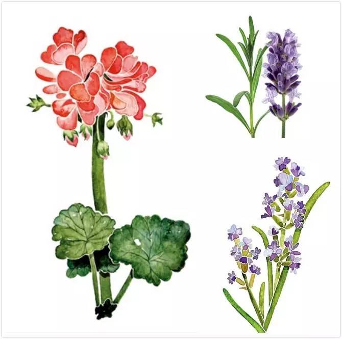 有什么可以制成驱蚊膏,关于蚊子的秘方