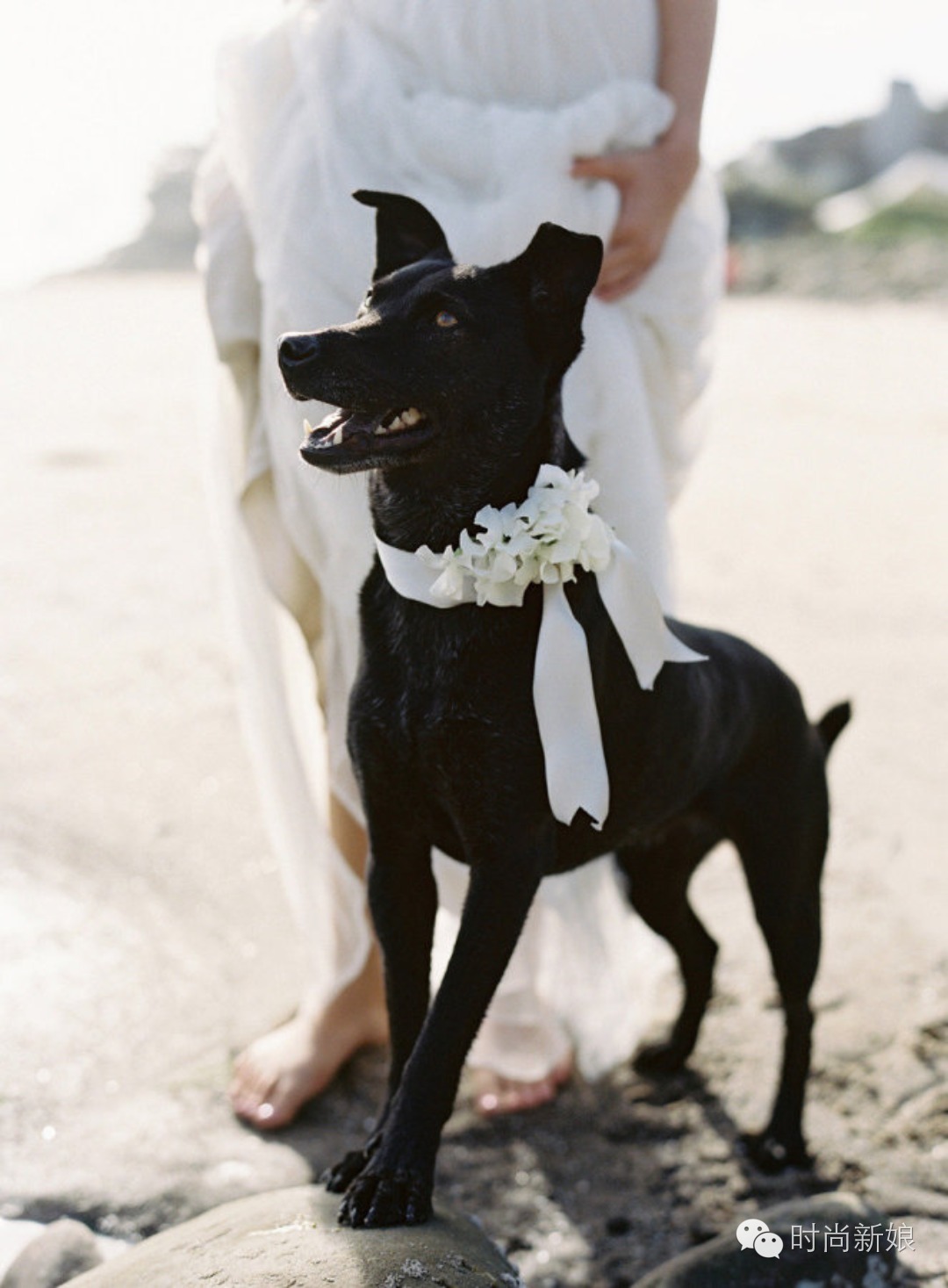 这些眼花缭乱的婚礼，竟然全在沙滩上举行