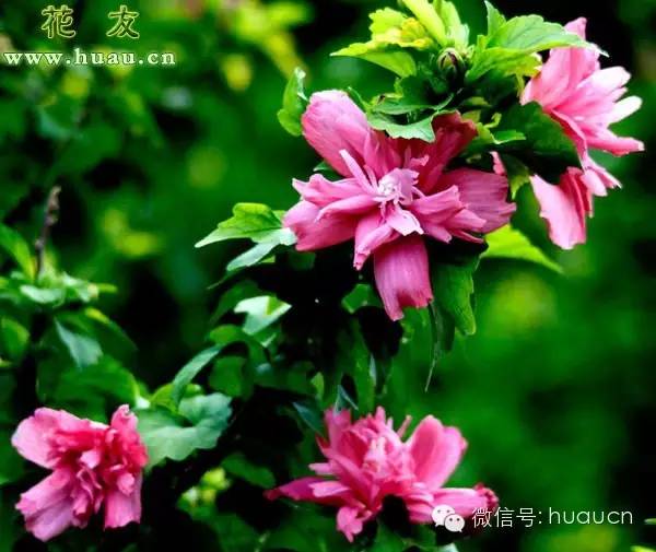 木槿的种植技术,木槿种植方法