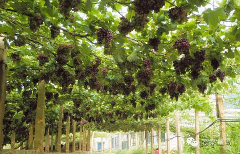 别找我,我去村里耍了!秦皇岛农家乐大盘点~