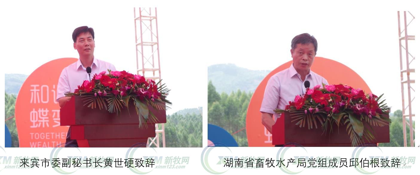 鑫广安农牧广西分公司,鑫广安母猪怎么样