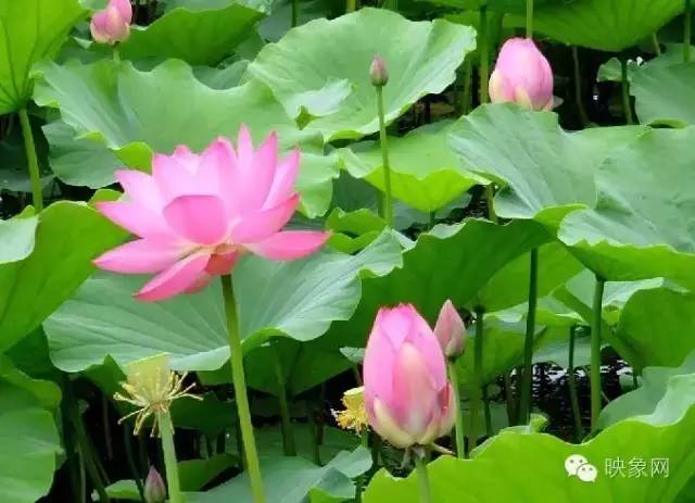 河南赏荷花旅游好去处,河南最美荷花是哪里的景点