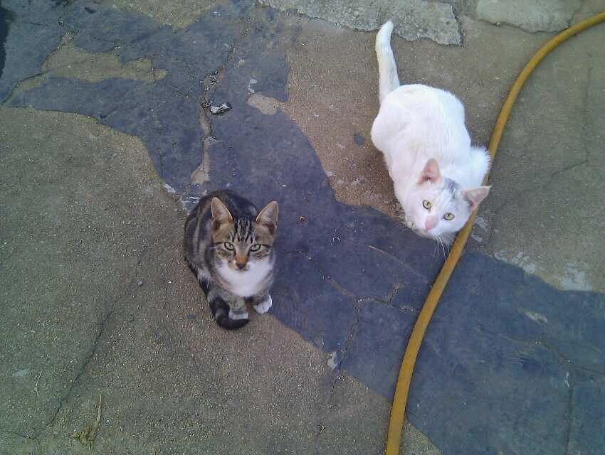 在武汉租房哪个便宜靠谱,武汉租房是什么感觉