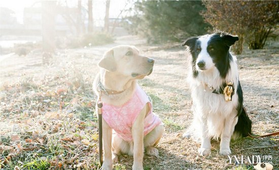 不一样的儿童狗狗,不一样的可爱的小狗狗